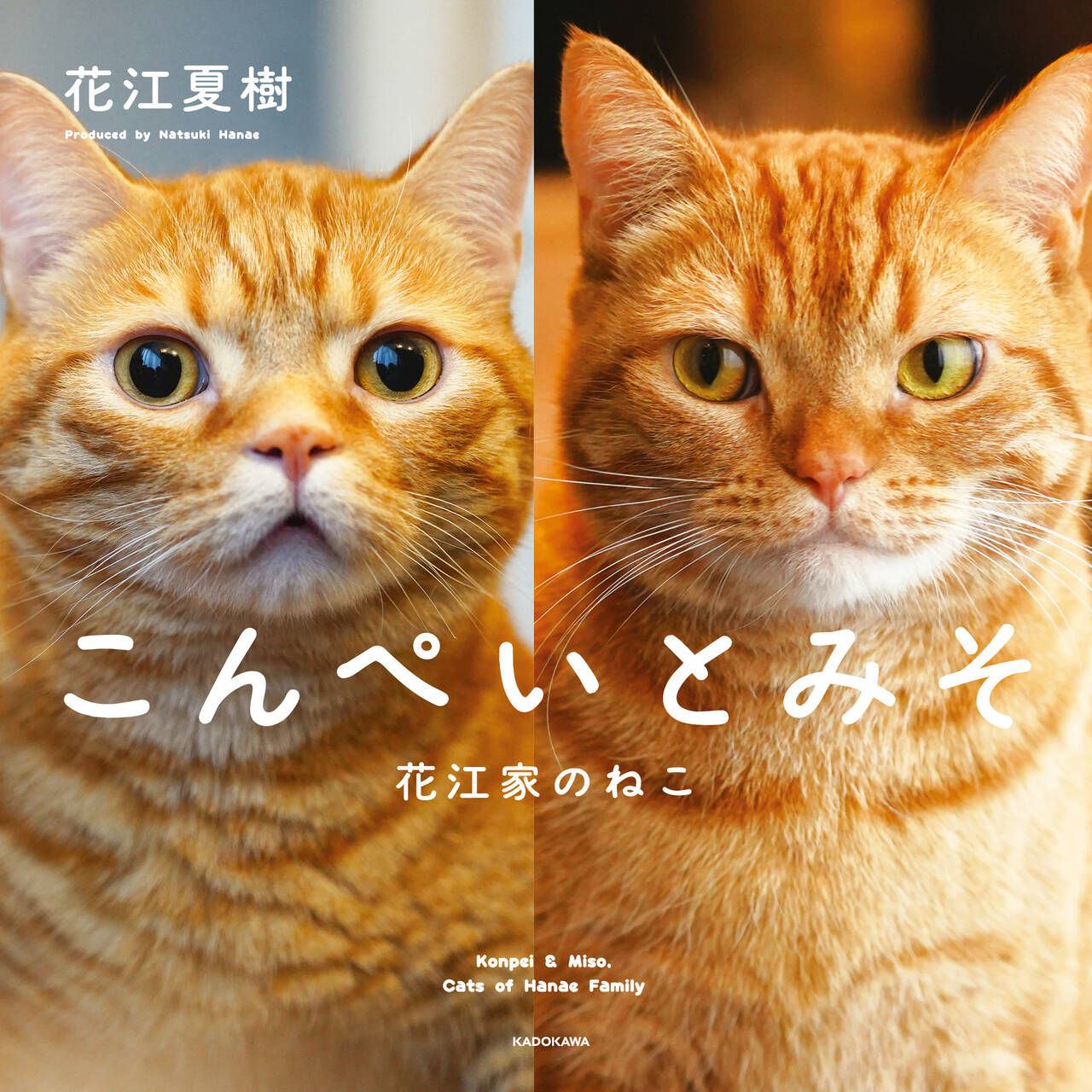 声優・花江夏樹の愛猫の写真集『こんぺいとみそ』が発売決定！制作スタートから3年、未公開＆撮り下ろし写真も